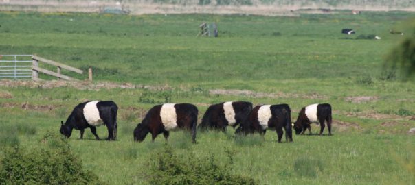 waveney belted galloways